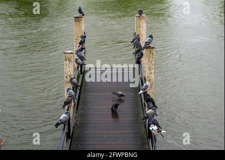 Windsor, Berkshire, UK. 24th May, 2021. Pigeons line up on a jetty after another heavy shower of rain. Another day of changeable weather with warm sunshine and heavy showers. Finally the weather is due to improve after the Bank Holiday Monday next week. Credit: Maureen McLean/Alamy Live News Stock Photo