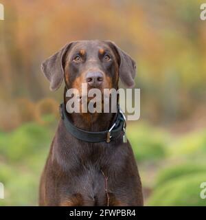 dobermann, doberman pinscher Stock Photo