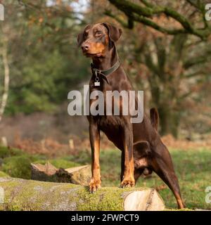 dobermann, doberman pinscher Stock Photo