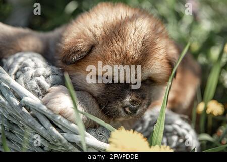 Little cute puppy sleeps in a basket among the grass outside. Stock Photo