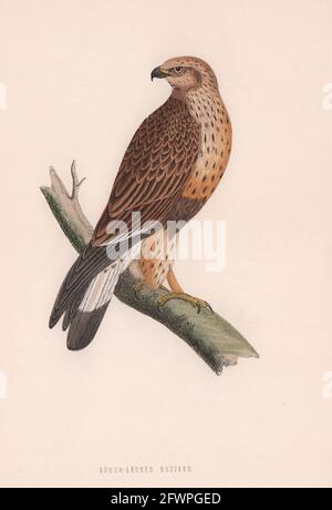 Rough-legged Buzzard. Morris's British Birds. Antique colour print 1870 Stock Photo