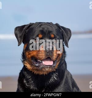 rottweiler Stock Photo