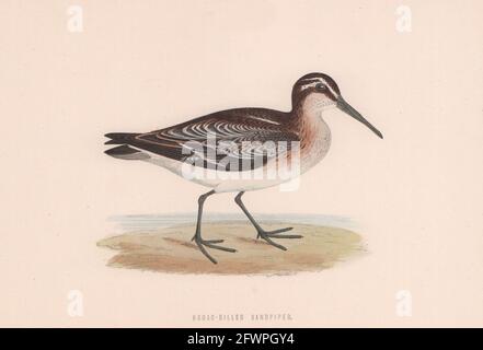 Broad-billed Sandpiper. Morris's British Birds. Antique colour print 1870 Stock Photo