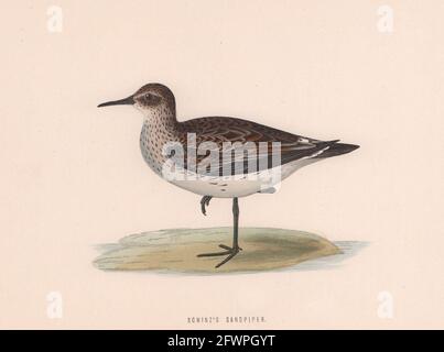 Schinz's Sandpiper. Morris's British Birds. Antique colour print 1870 Stock Photo