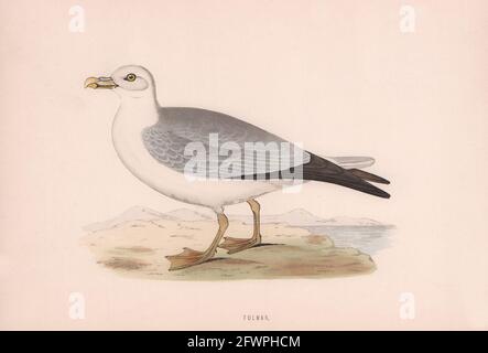 Fulmar. Morris's British Birds. Antique colour print 1870 old Stock Photo
