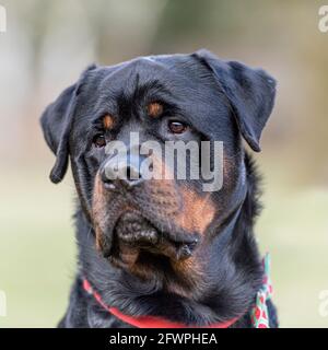 rottweiler Stock Photo