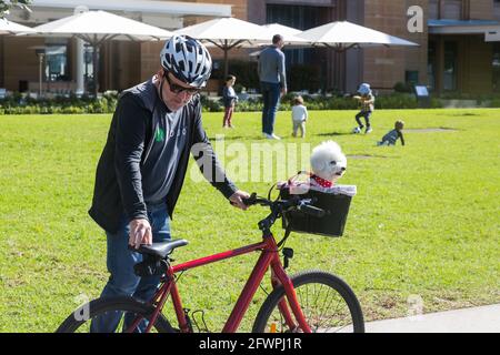 A male cyclist with his pet Bichon Frise dog in the basket on the front of his bike outside the Museum of Contemporary Art, The Rocks, Sydney. Stock Photo