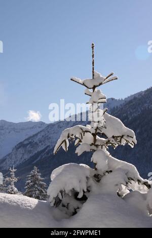 Branches of pine covered with a thick layer of fresh fluffy snow Stock ...