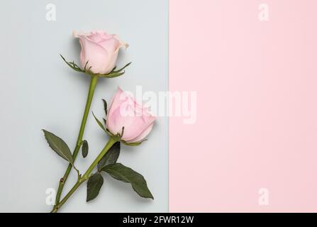 Two pink roses on plain duo colour background Stock Photo