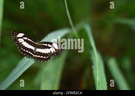 The common sailor (Neptis hylas) perched on green grass. Stock Photo