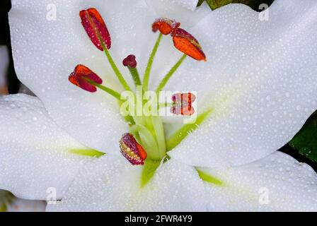 White Asian Lilly, close up of flower with water droplets Stock Photo
