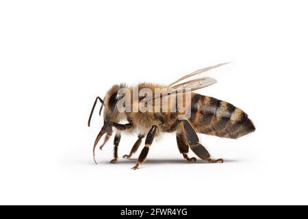 bee isolated on white background,macro,insect Stock Photo