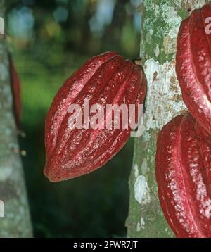 Mature cocoa pods (Theobroma cacao) on a tree in a Colombian plantation near Cali Stock Photo