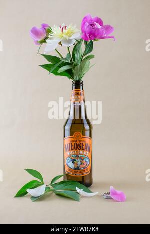 Three peonies in an IPA beer bottle Stock Photo