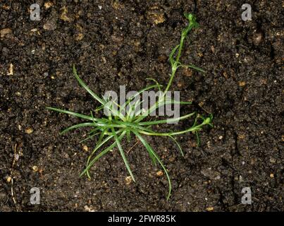 Procumbent, matty, pearleye or mossy pearlwort (Sagina procumbens) young plant on soil background Stock Photo