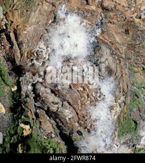 Woolly apple aphid colony ( Eriosoma lanigerum ) purple aphids with waxy  white secretion on old apple wood Stock Photo