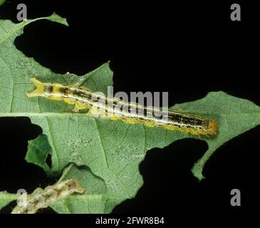 Cotton semi-looper (Anomis texana) caterpillar pest on damaged cotton leaf Stock Photo