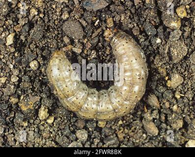 Turnip cutworm (Agrotis segetum) polyphagous soil pest caterpillar Stock Photo
