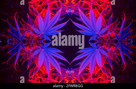 Cannabis frame foliage. Beautiful fashionable background with hemp leaves. Aesthetic look on medicinal marijuana. Botanical frame of hemp in modern ne Stock Photo