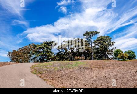 Old cypresses (Hesperocyparis macrocarpa, commonly known as the Monterey Cypress) against dramatic sky. Alamo Square park, San Francisco, California, Stock Photo