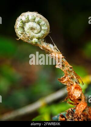 Fern frond curled up, UK Stock Photo