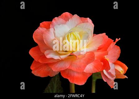 Close Up of Begonia flower with buds. Variety Champagne. Isolated on black background. Stock Photo