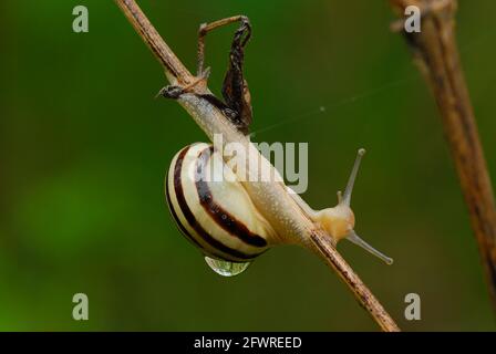 White lipped snail with a large water drop on the conch, close up. Crawling on dry grass after rain. Blurred green background. Genus Cepaea hortensis. Stock Photo