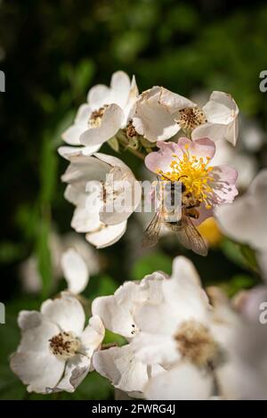 Honey bee collecting pollen on Silky Rose flower during pollination. The bee has already collected pollen on the legs. Stock Photo