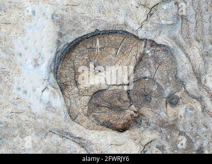 Structure of a tropical root made from several pictures, photographed in the studio Stock Photo