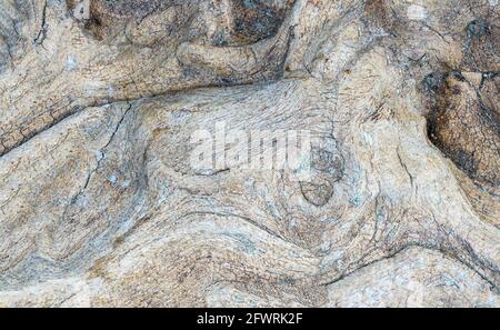 Structure of a tropical root made from several pictures, photographed in the studio Stock Photo