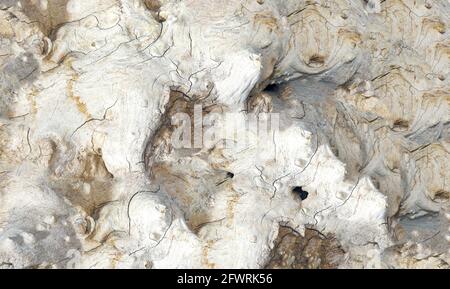 Structure of a tropical root made from several pictures, photographed in the studio Stock Photo
