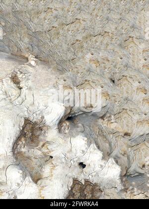 Structure of a tropical root made from several pictures, photographed in the studio Stock Photo
