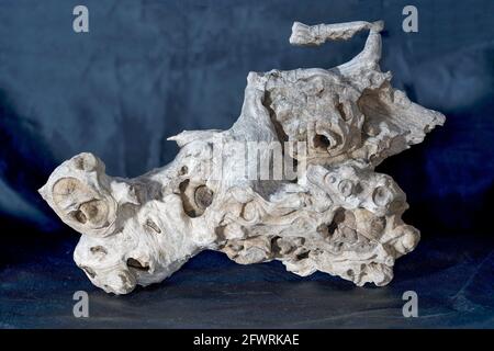 Structure of a tropical root made from several pictures, photographed in the studio Stock Photo