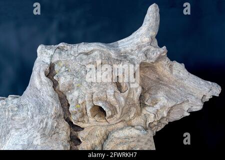 Structure of a tropical root made from several pictures, photographed in the studio Stock Photo