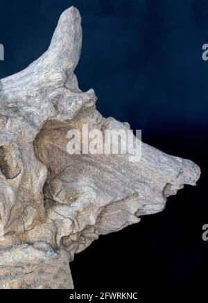 Structure of a tropical root made from several pictures, photographed in the studio Stock Photo