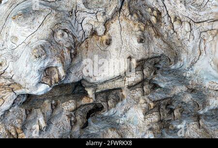 Structure of a tropical root made from several pictures, photographed in the studio Stock Photo