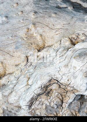 Structure of a tropical root made from several pictures, photographed in the studio Stock Photo