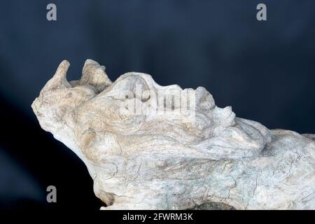 Structure of a tropical root made from several pictures, photographed in the studio Stock Photo