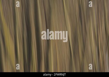 Soft motion blur background with vertical lines in light brown and yellow tints of trees through intentional camera movement Stock Photo