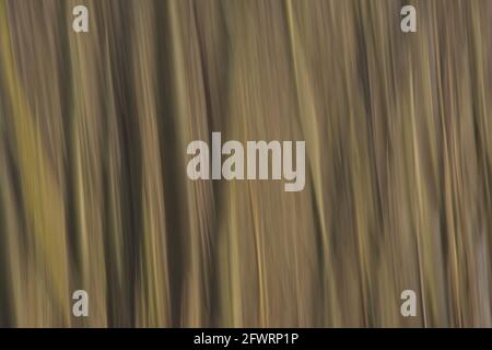 Soft motion blur background with vertical lines in light brown and yellow tints of trees through intentional camera movement Stock Photo