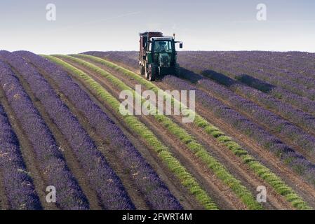 A tractor harvesting rows of lavender at sunrise Stock Photo