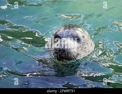 Portrait of a harbor seal, Phoca vitulina, a common marine mammal in the Pacific Ocean. Stock Photo