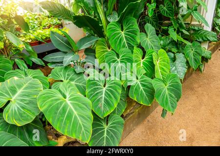 Bright saturated green leaves in a tropical flower bed of a greenhouse Stock Photo