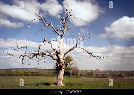 Dead tree standing in a field against a blue sky with white clouds Stock Photo