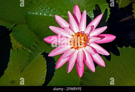 Pink water lily (Nymphaea pubescens) on lake Stock Photo