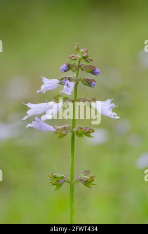 Lyreleaf Sage, Salvia lyrata Stock Photo