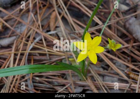 Common Goldstar, Hypoxis hirsuta, nestled in Shortleaf Pine, Pinus echinata, needles Stock Photo
