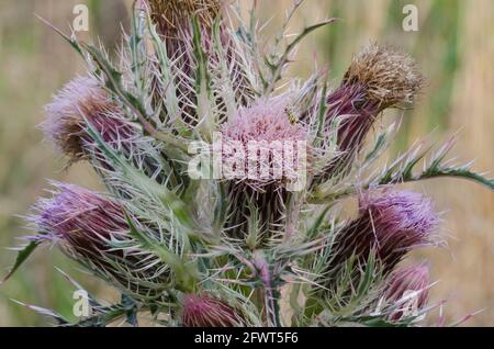 Bristle Thistle, Cirsium horridulum Stock Photo