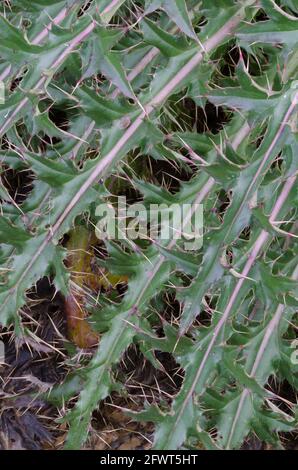 Bristle Thistle, Cirsium horridulum Stock Photo