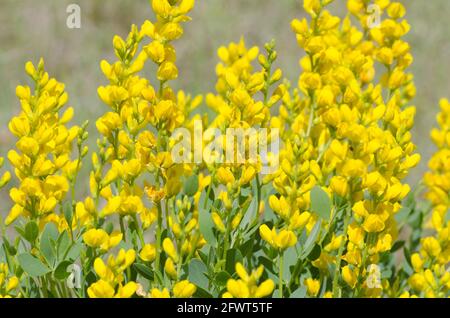Yellow Wild Indigo, Baptisia sphaerocarpa Stock Photo